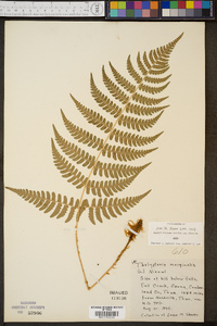 Thelypteris marginalis image