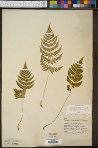 Thelypteris marginalis image