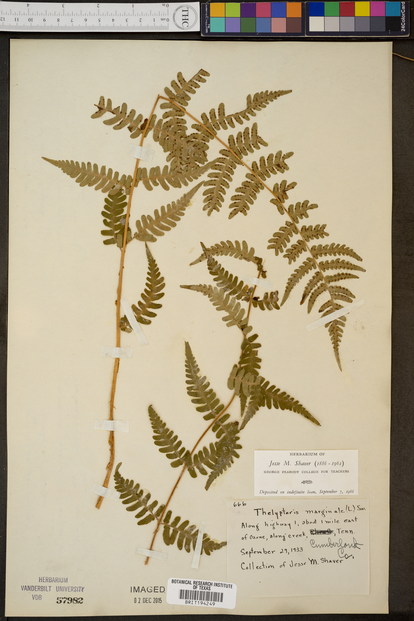 Thelypteris marginalis image