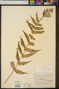 Thelypteris marginalis image