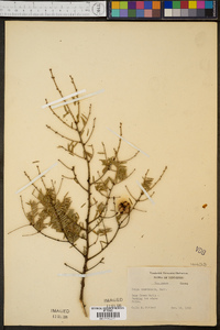 Tsuga canadensis image