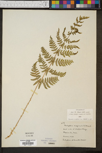 Thelypteris marginalis image