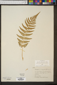 Thelypteris marginalis image