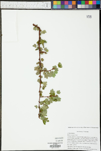 Ribes curvatum image