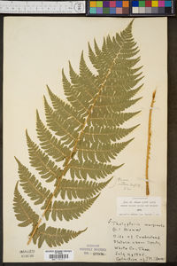 Thelypteris marginalis image