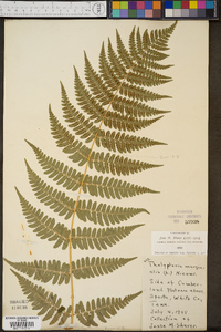 Thelypteris marginalis image