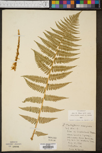 Thelypteris marginalis image