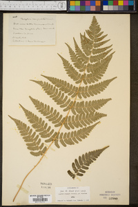 Thelypteris marginalis image