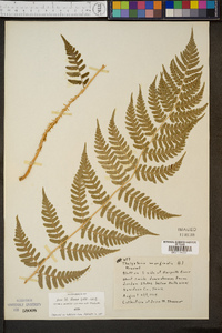 Thelypteris marginalis image