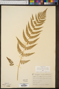 Thelypteris marginalis image