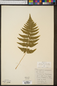 Thelypteris marginalis image