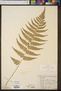 Thelypteris marginalis image