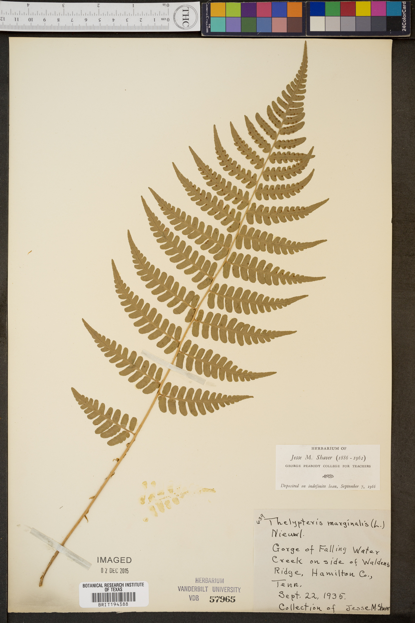 Thelypteris marginalis image