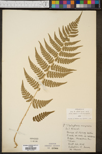 Thelypteris marginalis image