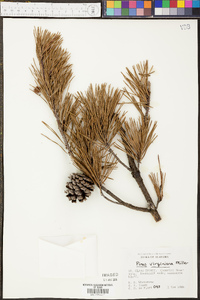 Pinus taeda image