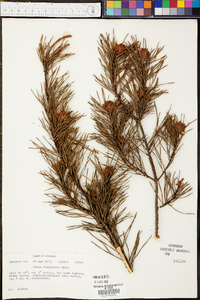 Pinus taeda image