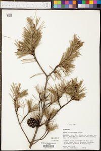 Pinus echinata image