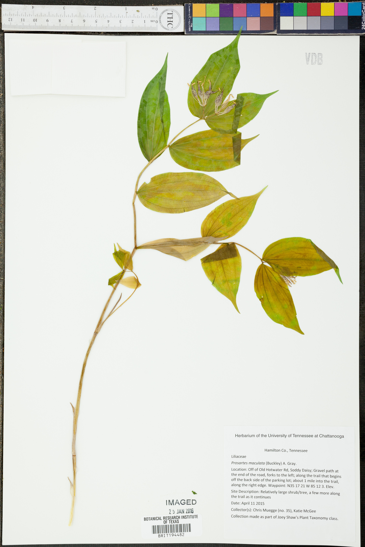 Prosartes maculata image