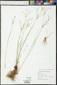 Juncus diffusissimus image