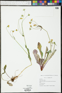 Krigia biflora image