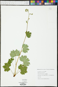 Boykinia aconitifolia image