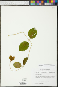 Lonicera dioica image