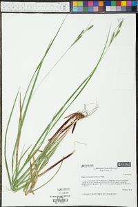 Carex virescens image