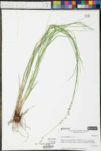 Carex normalis image