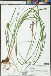 Carex squarrosa image