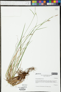 Carex gracilescens image