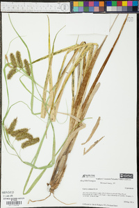 Carex comosa image