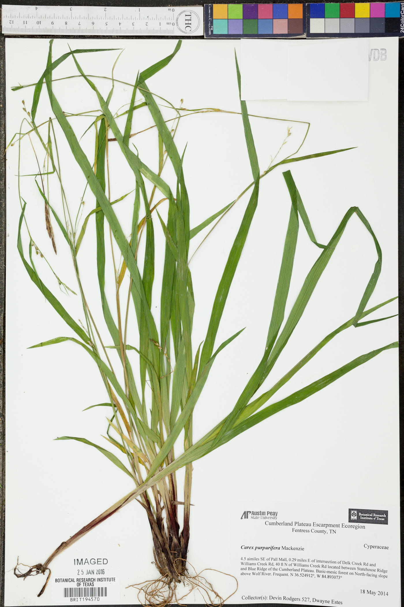 Carex purpurifera image