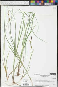 Carex meadii image