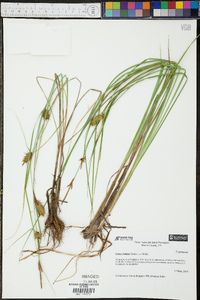 Carex bullata image