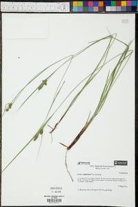 Carex complanata image