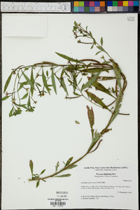 Ludwigia leptocarpa image