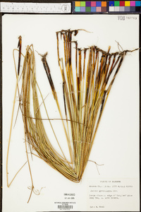 Juncus gymnocarpus image