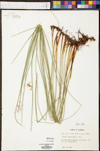 Juncus gymnocarpus image