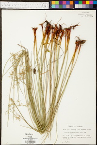 Juncus gymnocarpus image