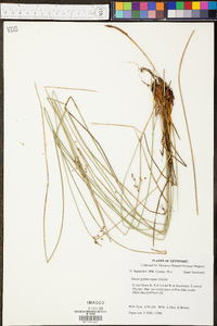 Juncus gymnocarpus image