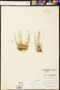Image of Sabulina groenlandica