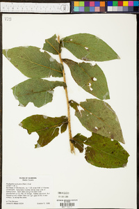 Rudbeckia auriculata image