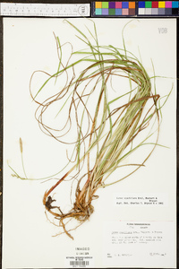 Carex ouachitana image