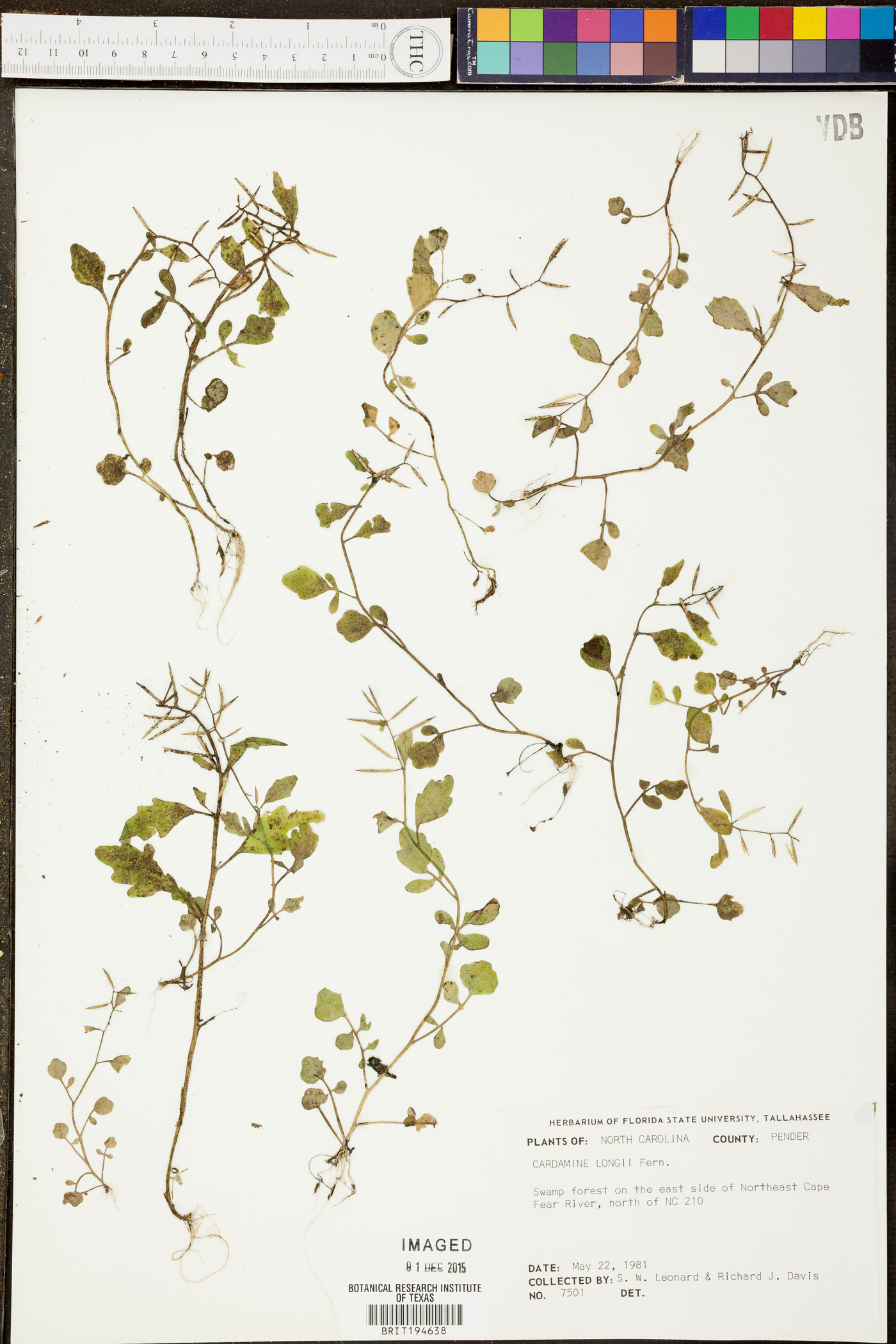 Cardamine longii image