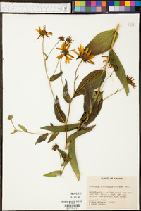 Rudbeckia auriculata image