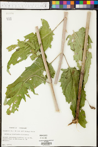 Silphium brachiatum image