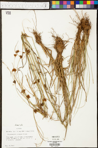 Rhynchospora crinipes image