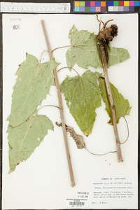 Silphium brachiatum image