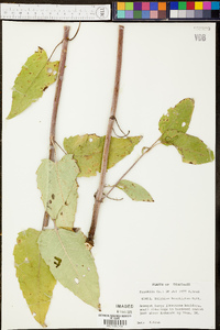 Silphium brachiatum image