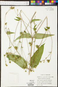 Silphium brachiatum image